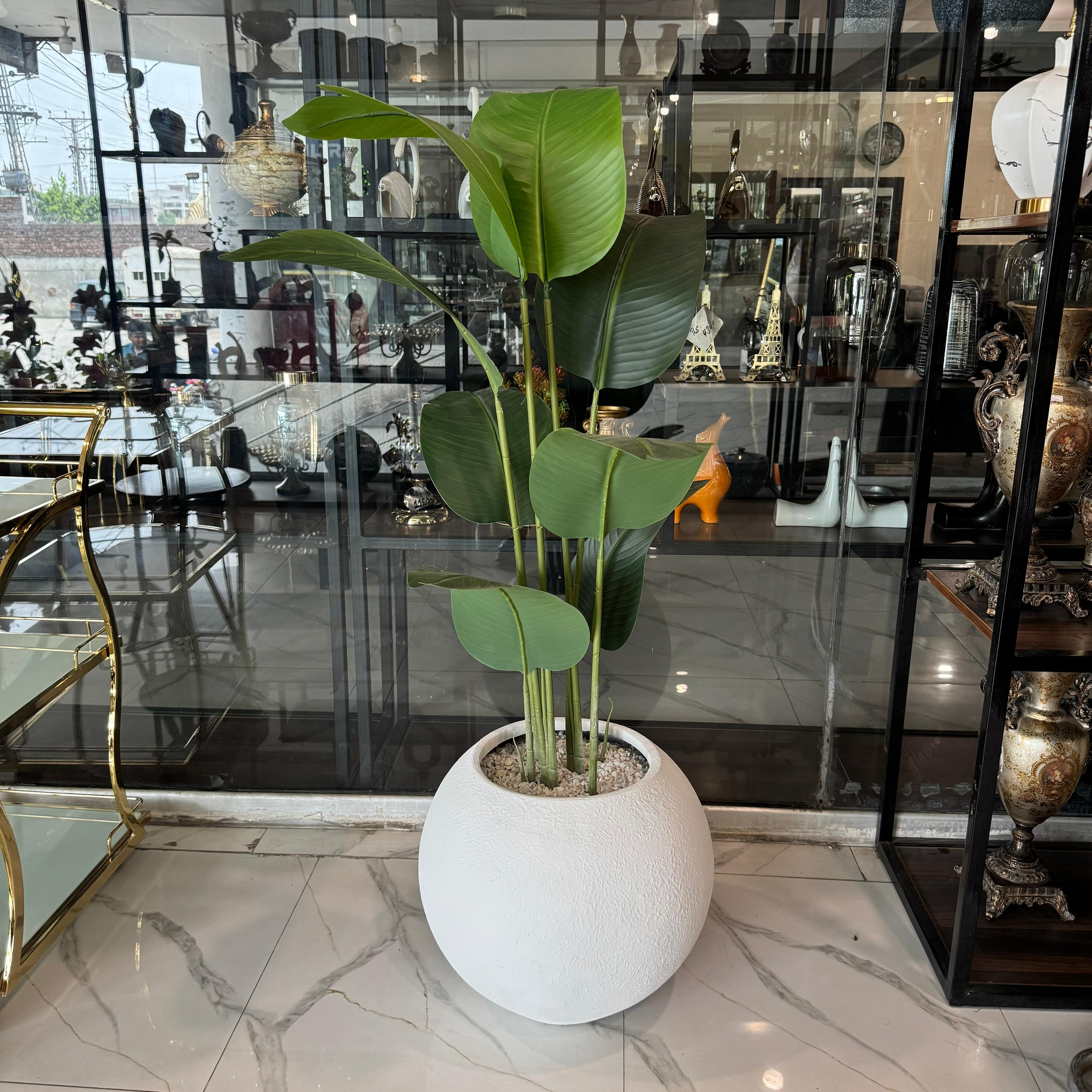 Beautiful Plants