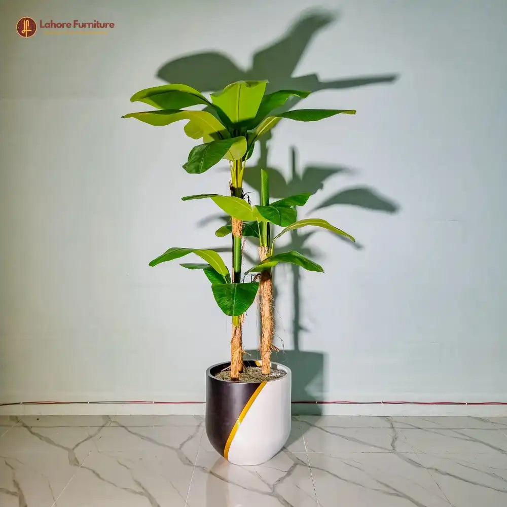 Banana Leaf Plant