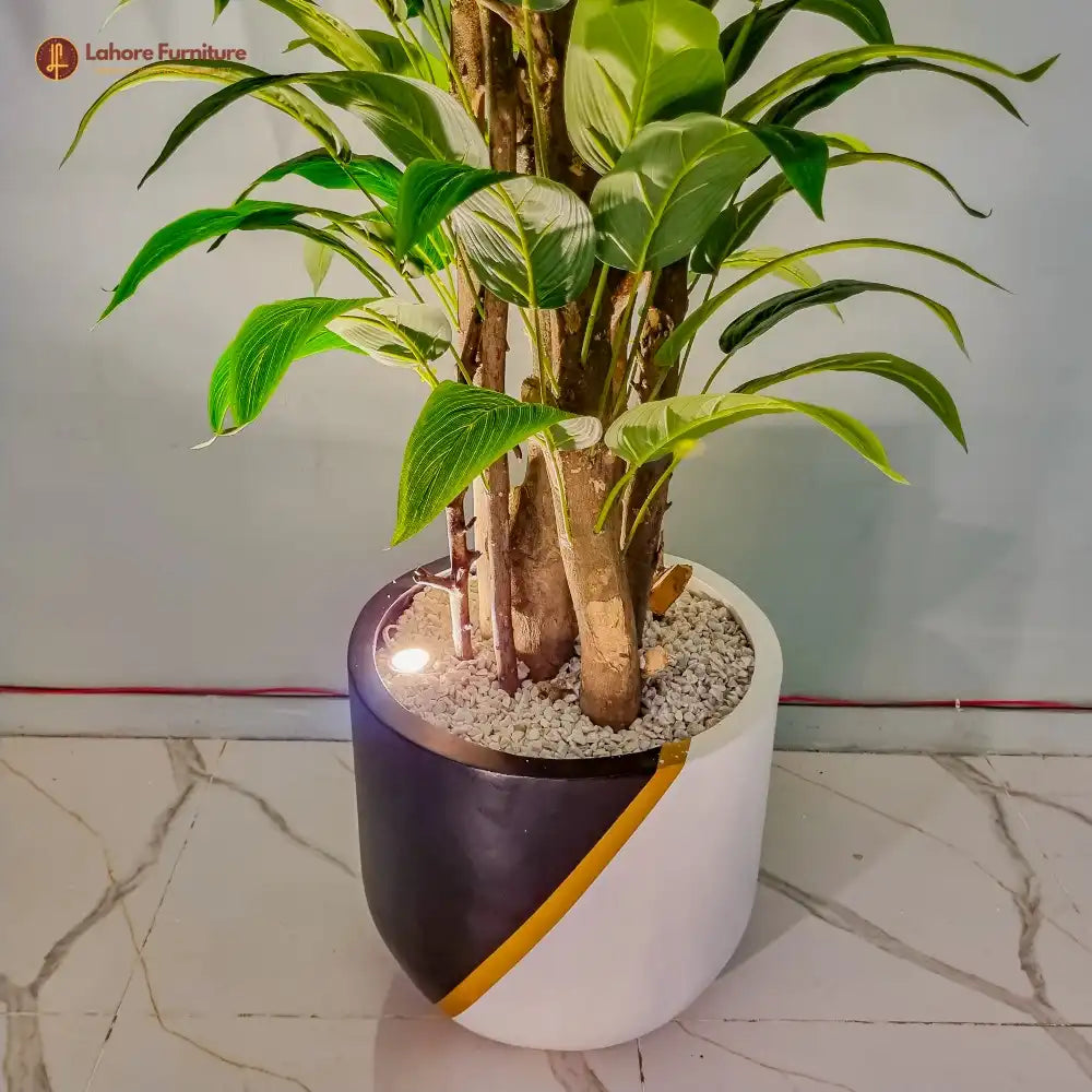 Woody Plant Money 5 Feet