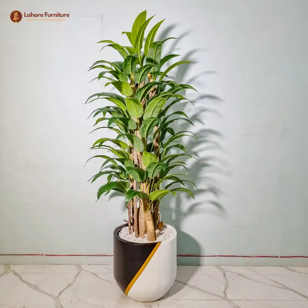 Woody Plant Money 5 Feet